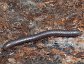 Giant millipede